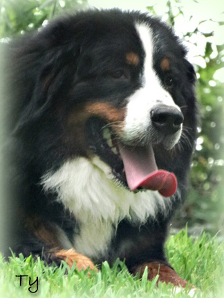 teddy bear bernese mountain dog